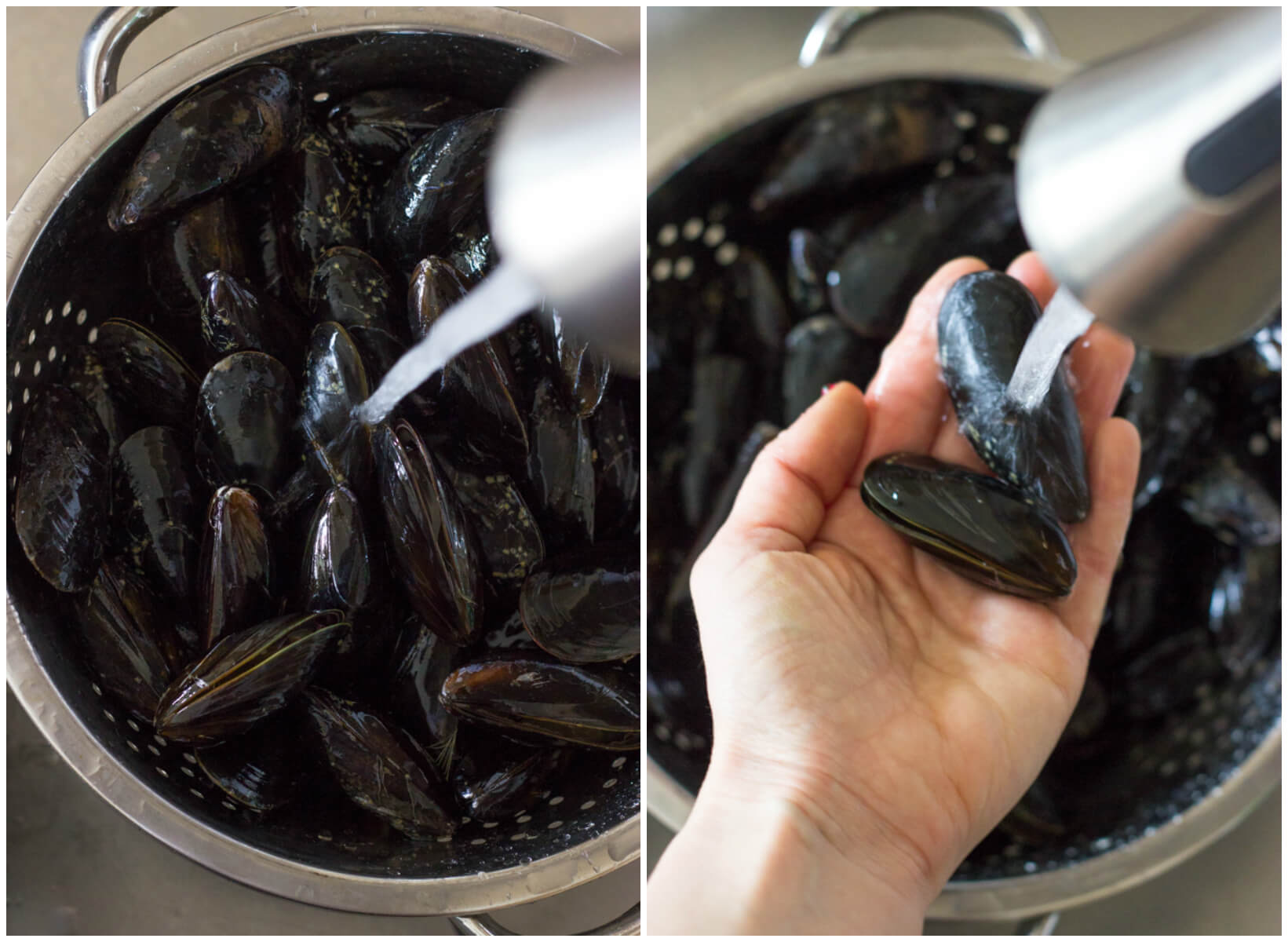 scrubbed mussels